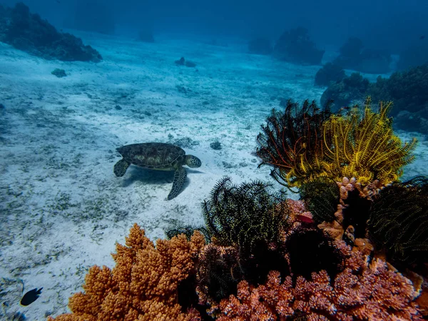 Зеленая Морская Черепаха Chelonia Mydas Кормит Морскую Траву Красочном Коралловом Стоковое Изображение