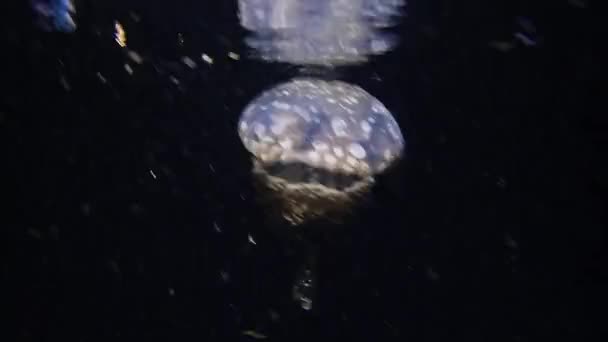 Spotted Lagoon Jellyfish Mastigias Papua Swimming Close Surface Night — Stock Video