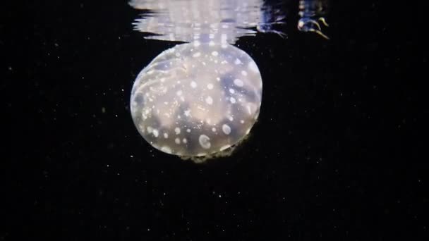 Medusas Lagoa Manchadas Mastigias Papua Nadando Perto Superfície Noite — Vídeo de Stock