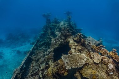 Okyanus tabanında yatan mercanlarla kaplı eski bir geminin enkazı deniz yaşamını gözler önüne seriyor.