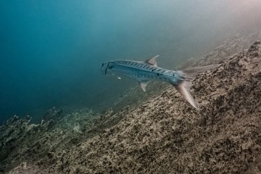 Gündüz vakti okyanus tabanında sakince yüzen bir köpekbalığının sualtı görüntüsü