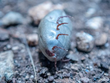 Gündüz vakti doğal bir ortamda yerde sürünen eşsiz bir böcek.