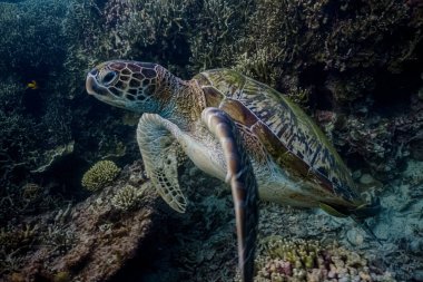 A juvenile hawksbill sea turtle swims at a coral reef in search for food.