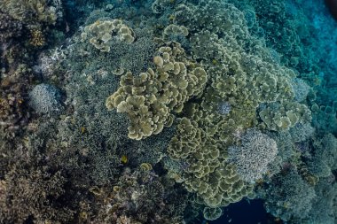 Thick formation of foliose corals (Leptoseris foliosa) grow in a shallow coral reef. Moalboal, Cebu, Philippines. clipart