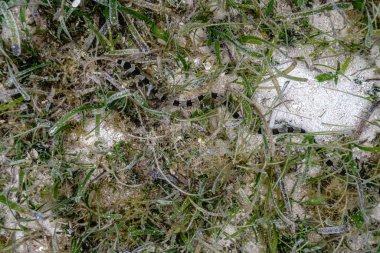 Banded sea krait (Laticauda colubrina) swimming in the coral reef to hunt for its food, slow motion. clipart