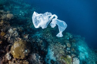 Deniz mercanlarının üzerinde suyun altında asılı duran tek kullanımlık plastik.