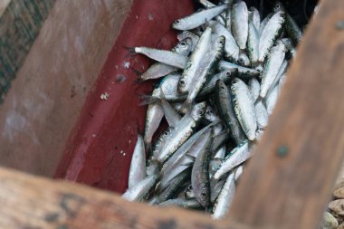 Freshly caught fish stored in wooden container at coastal market  clipart