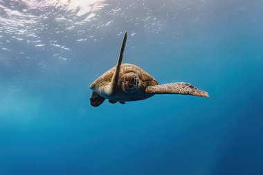 Derin mavi denizde yüzen yeşil deniz kaplumbağası (Chelonia mydas).