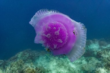 Cauliflower jellyfish with purple crown. The Cauliflower Jellyfish is found in the Indo-Pacific and East Atlantic clipart