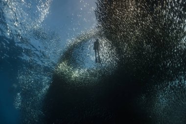 Genç bir kadın sardalya sürüsünün yakınına dalıyor. 