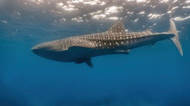 Whaleshark yavaşça yüzeye doğru yüzüyor..