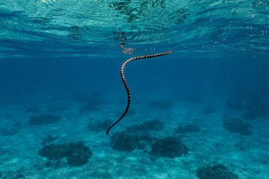 Banded sea krait (Laticauda colubrina) swimming in the coral reef to hunt for its food, slow motion. clipart