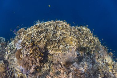 Yavru deniz sıçanı (Laticauda colubrina) mercan resiflerinde yiyecek bulmak için yüzer..