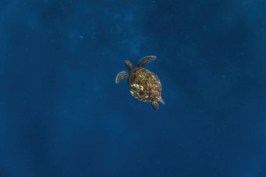 Green sea turtle (Chelonia mydas) swimming in the deep blue sea. clipart