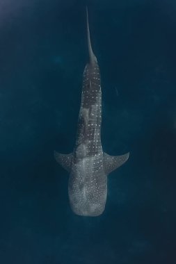 Overhead shot of a whaleshark while swimming gracefully above the reef. clipart