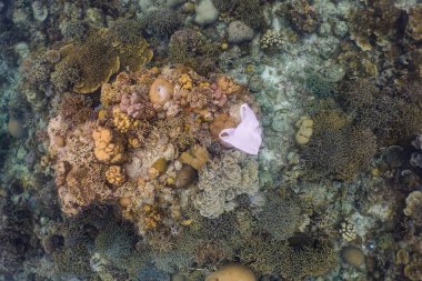 Single-use plastic hanging underwater above sea corals clipart