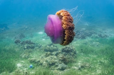 Cauliflower jellyfish with purple crown. The Cauliflower Jellyfish is found in the Indo-Pacific and East Atlantic clipart