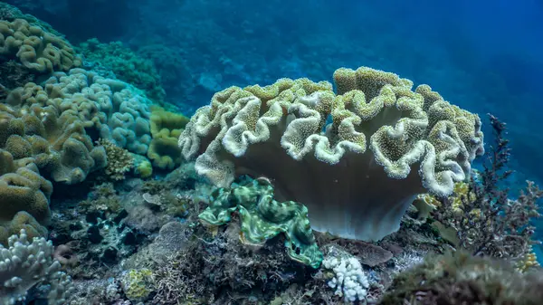 Sığ bir mercan resifinde mercan oluşumu