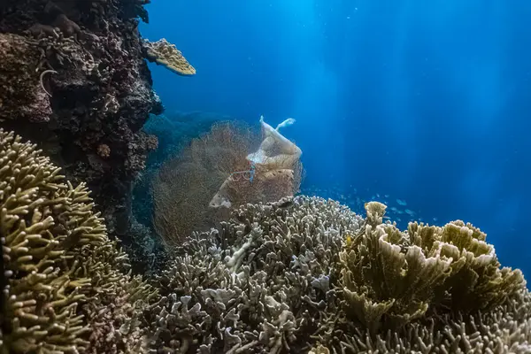 Deniz mercanlarının üzerinde suyun altında asılı duran tek kullanımlık plastik.