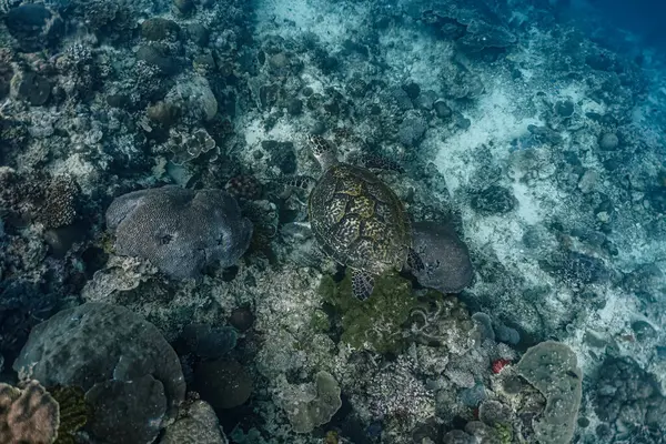 Yavru bir şahin gagalı deniz kaplumbağası yiyecek aramak için bir mercan resifinde yüzer..