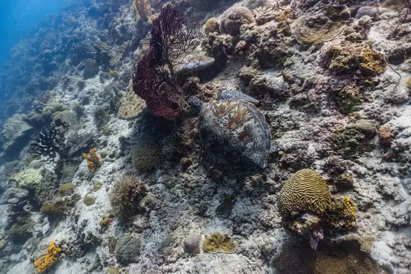 Yavru bir şahin gagalı deniz kaplumbağası yiyecek aramak için bir mercan resifinde yüzer..