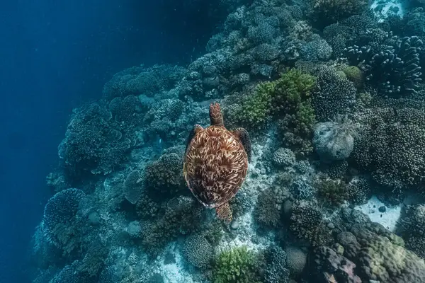Yavru bir şahin gagalı deniz kaplumbağası yiyecek aramak için bir mercan resifinde yüzer..