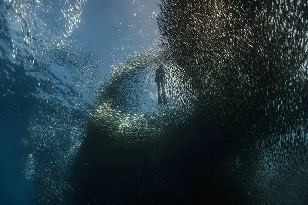 Genç bir kadın sardalya sürüsünün yakınına dalıyor. 
