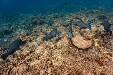 Kızıl denizdeki bir mercan resifinin sualtı fotoğrafı.