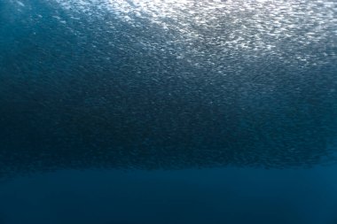 Sığ bir resifte büyük bir sardalya sürüsü. Moalboal 'da sardalya sürüsü veya sardalya, Filipinler' in güneyindeki Cebu kasabasında bulunan ünlü bir turizm merkezidir..