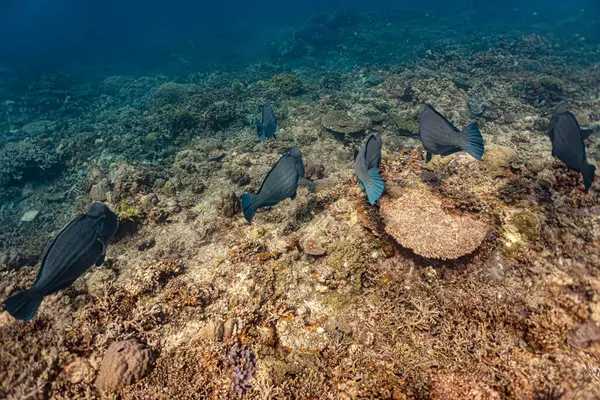 Kızıl denizdeki bir mercan resifinin sualtı fotoğrafı.