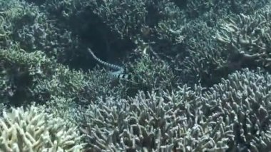 Yavru deniz sıçanı (Laticauda colubrina) mercan resiflerinde yiyecek bulmak için yüzer..