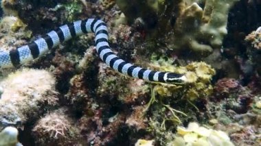 Yavru deniz sıçanı (Laticauda colubrina) mercan resiflerinde yiyecek bulmak için yüzer..