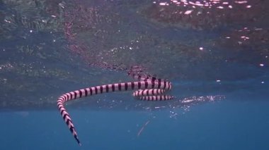 Bantlı deniz sıçanı (Laticauda colubrina) hava almak için yüzeye çıkar. Moalboal, Cebu, Filipinler.