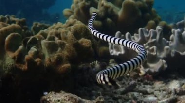 Yavru deniz sıçanı (Laticauda colubrina) mercan resiflerinde yiyecek bulmak için yüzer..