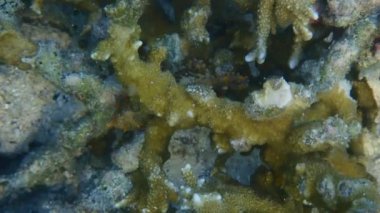 Deniz ve mercan resiflerinin sualtı dünyası 