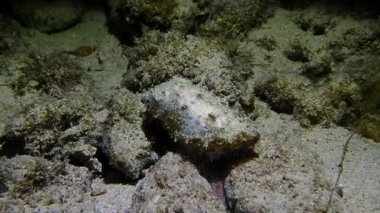 Deniz ve mercan resiflerinin sualtı dünyası 