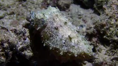 Deniz ve mercan resiflerinin sualtı dünyası 