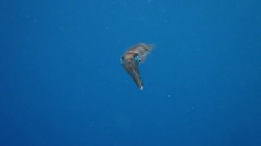 Juvenile bigfin resifi mürekkep balığı (Sepioteuthis lessoniana) gece dalışı sırasında resifin üzerinde gezinir..