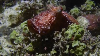 Yüzeye yakın yüzen sıradan bir ahtapotun yakın plan çekimi..