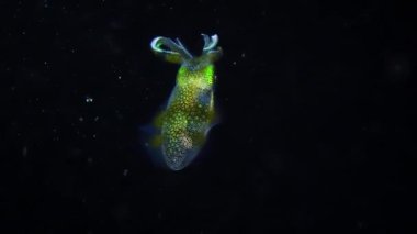 Genel ahtapot (Octopus vulgaris) yüzeye yakın yüzüyor.