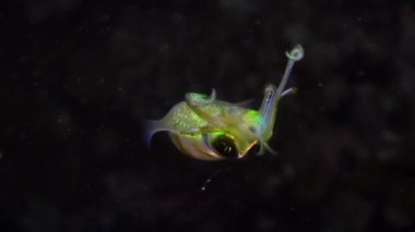 Genel ahtapot (Octopus vulgaris) yüzeye yakın yüzüyor.