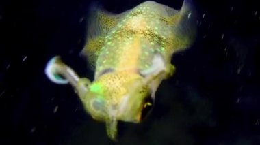 Genel ahtapot (Octopus vulgaris) yüzeye yakın yüzüyor.