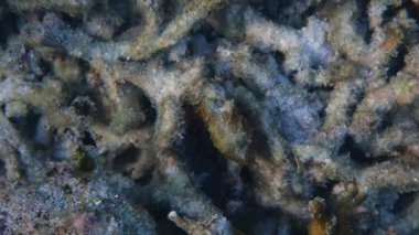 Deniz ve mercan resiflerinin sualtı dünyası 