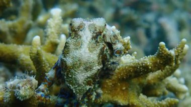 Deniz ve mercan resiflerinin sualtı dünyası 