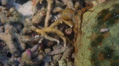 Deniz ve mercan resiflerinin sualtı dünyası 