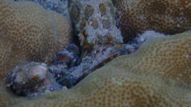 Yüzeye yakın yüzen sıradan bir ahtapotun yakın plan çekimi..