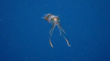 Genel ahtapot (Octopus vulgaris) yüzeye yakın yüzüyor.