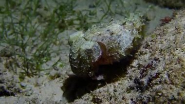 Deniz ve mercan resiflerinin sualtı dünyası 