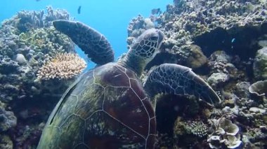 Yeşil deniz kaplumbağası (Chelonia mydas) sığ bir mercan resifi, yavaş çekim, Moalboal, Cebu, Filipinler 'de zarifçe yüzer..