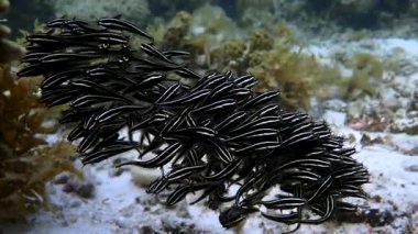 Sığ bir resifte top şeklinde bir okul kurarken yavru yılan balığı balıklarına süper yakın çekim. Moalboal, Cebu Filipinleri.